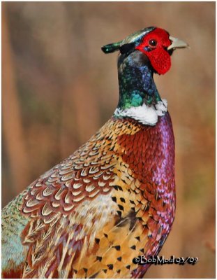 Ring-necked Pheasant-Male