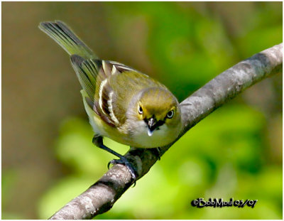 White-eyed Vireo