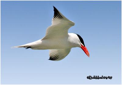 Caspian Tern