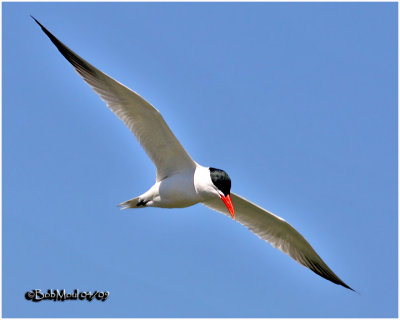 Caspian Tern