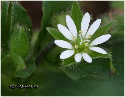 Common Chickweed
