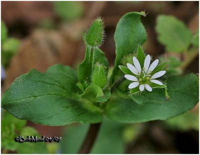 Common Chickweed