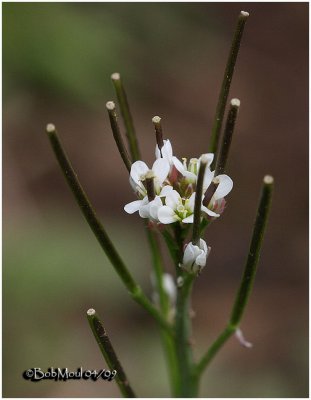 Pennsylvania Bittercress