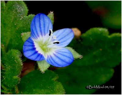 Ivy Leaved Speedwell