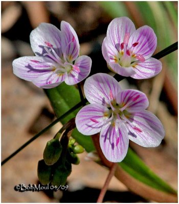 Spring Beauties