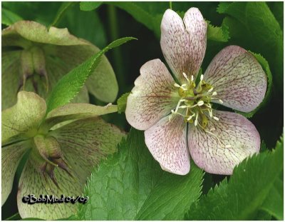 Lenten Rose