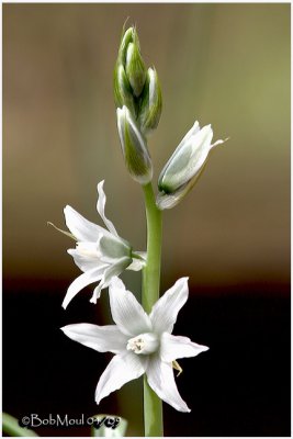 Star-Of-Bethlehem