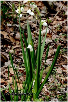 Summer Snowflake