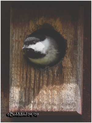 Carolina Chickadee