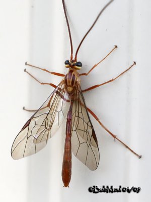 Ichneumon Wasp