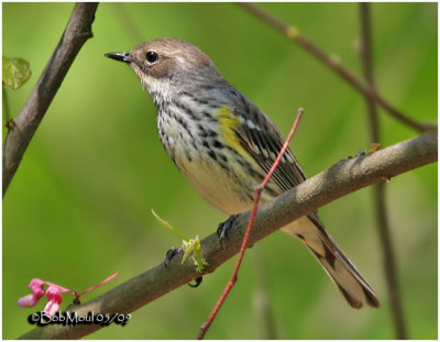 Yellow-rumped Warbler-1st year Female