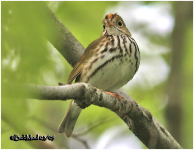 Ovenbird