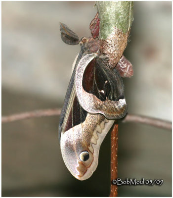   Promethea Moth Eclosing Click Photo