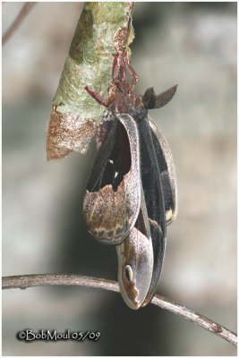 Promethea Moth-Male