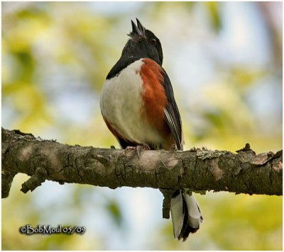 Eastern Towhee-Male