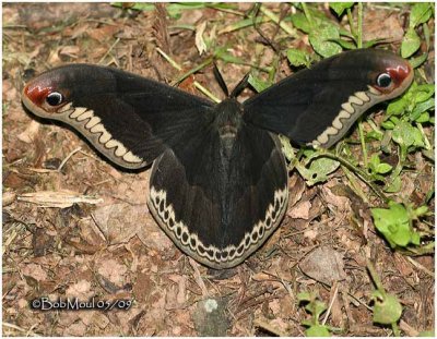 Promethea Moth-Male