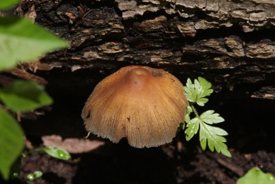 Fungi 21