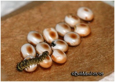 Promethea Larva Emerging From Egg