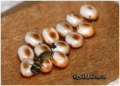 Promethea Larva Emerging From Egg