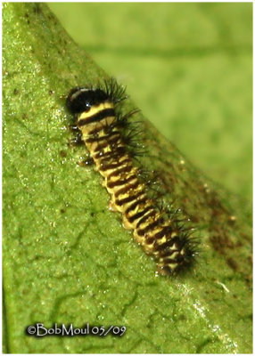 Promethea Moth- First Instar