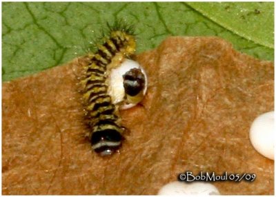 Promethea Moth- First Instar