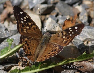 <h5><big>Hackberry Emperor<br></big><em>Asterocampa celtis</h5></em>