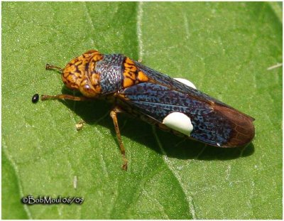 Broad Headed Sharpshooter-Female