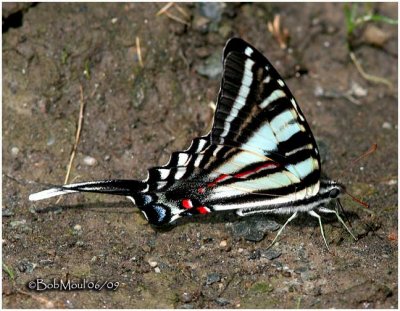 Zebra Swallowtail-Summer FormEurytides marcellus
