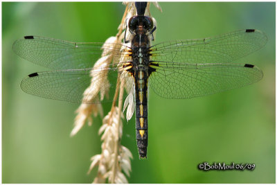 Dot-tailed Whiteface-Female