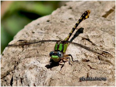 Appalachian Snaketail-Male
