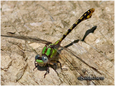 Appalachian Snaketail-Male