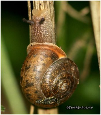 Snail