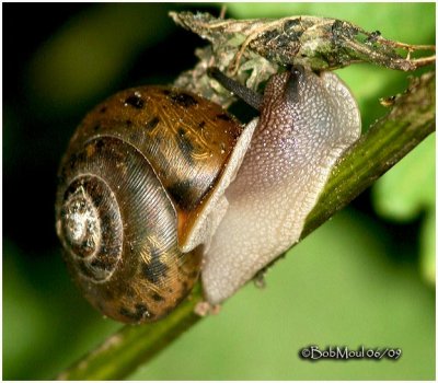 SNAILS, SLUGS AND OTHER CRITTERS