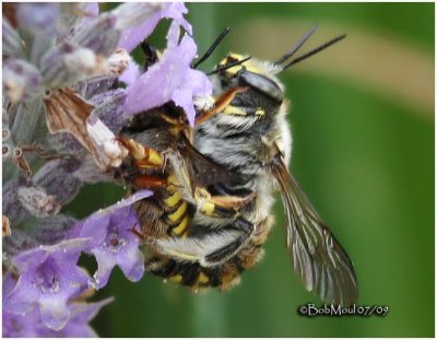 Wool Carder Bees-Mating