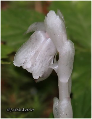 Indian Pipes