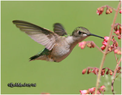 Ruby-throated Hummingbird-Female
