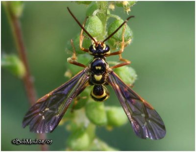 Ichneumon Wasp