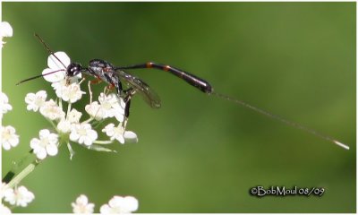 Gasteruptiid Wasp-Female