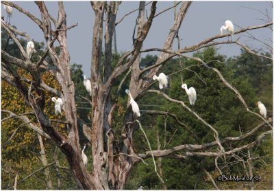 Great Egrets