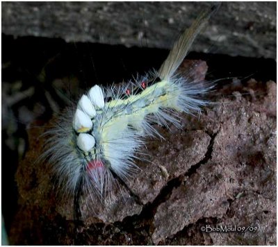 White-marked Tussock Moth Caterpillar Orgyia leucostigma #8316