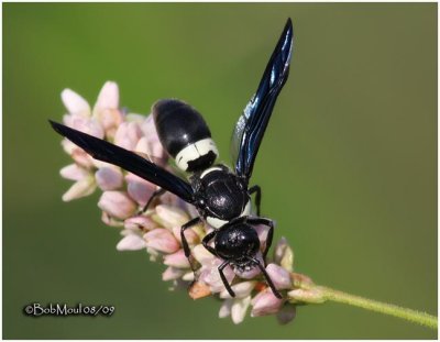 Mason Wasp - Male