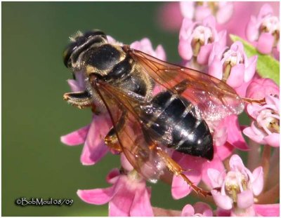 Square-headed Wasp