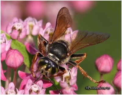 Square-headed Wasp