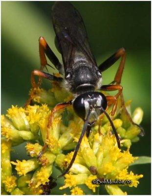 Katydid Wasp-Male