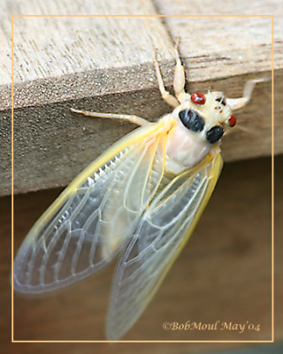Cicada-Brood X-Nymph