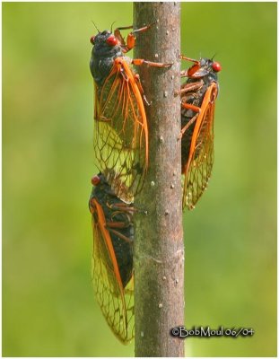 Cicadas-Brood X