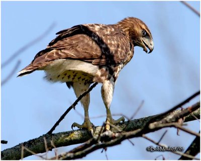 Red-tailed Hawk-Juvenile