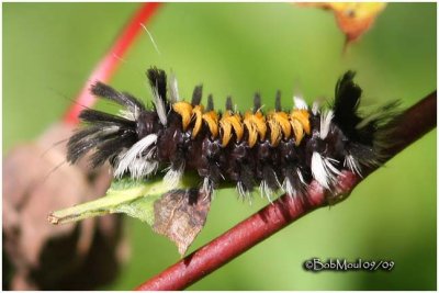 Milkweed Tussock Moth Caterpillar Euchaetes egle #8238