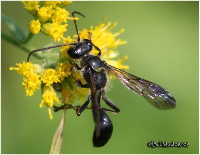 Thread-waisted Wasp-Male