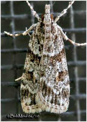 Double-striped Scoparia Moth Scoparia biplagialis  #4716